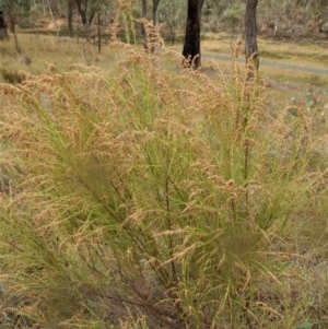 Cassinia sifton at Belconnen, ACT - 25 Mar 2018 11:19 AM