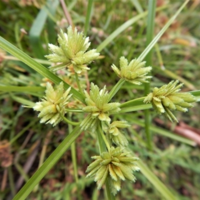 Cyperus eragrostis (Umbrella Sedge) at Mount Painter - 25 Mar 2018 by CathB