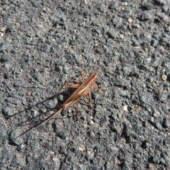 Conocephalus semivittatus at Belconnen, ACT - 23 Mar 2018