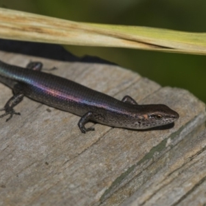 Lampropholis delicata at Higgins, ACT - 30 Mar 2018