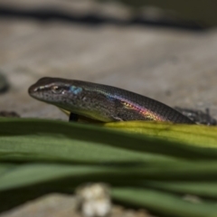 Lampropholis delicata at Higgins, ACT - 30 Mar 2018