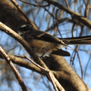 Rhipidura albiscapa at Conder, ACT - 29 Mar 2018