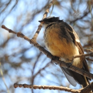 Rhipidura albiscapa at Conder, ACT - 29 Mar 2018