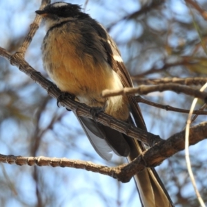 Rhipidura albiscapa at Conder, ACT - 29 Mar 2018