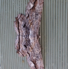 Scioglyptis lyciaria (White-patch Bark Moth) at Aranda, ACT - 29 Mar 2018 by KMcCue