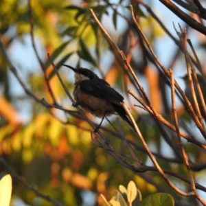 Acanthorhynchus tenuirostris at Conder, ACT - 30 Mar 2018