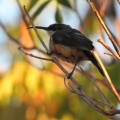 Acanthorhynchus tenuirostris at Conder, ACT - 30 Mar 2018