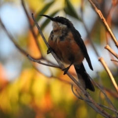 Acanthorhynchus tenuirostris at Conder, ACT - 30 Mar 2018