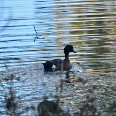 Anas castanea (Chestnut Teal) at Boydtown, NSW - 26 Mar 2018 by RossMannell