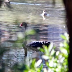Cygnus atratus (Black Swan) at Boydtown, NSW - 27 Mar 2018 by RossMannell