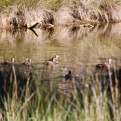 Anas superciliosa (Pacific Black Duck) at Boydtown, NSW - 26 Mar 2018 by RossMannell