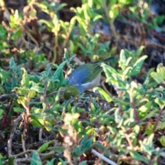 Zosterops lateralis (Silvereye) at Boydtown, NSW - 27 Mar 2018 by RossMannell