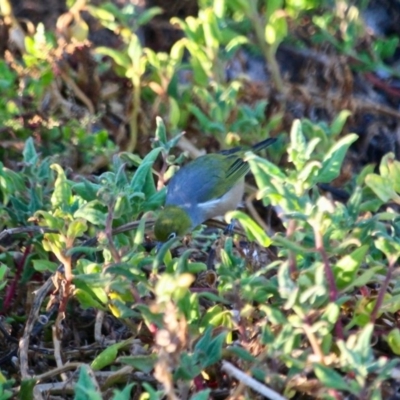 Zosterops lateralis (Silvereye) at Boydtown, NSW - 27 Mar 2018 by RossMannell