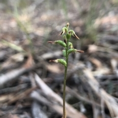 Corunastylis clivicola (Rufous midge orchid) at Gungahlin, ACT - 31 Mar 2018 by AaronClausen