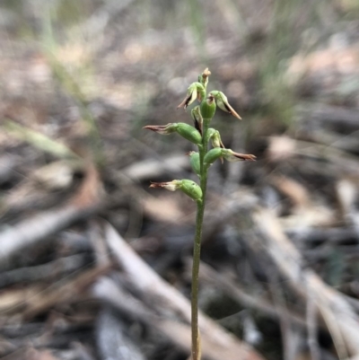 Corunastylis clivicola (Rufous midge orchid) at Gungahlin, ACT - 30 Mar 2018 by AaronClausen