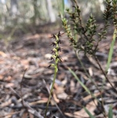 Corunastylis clivicola (Rufous midge orchid) at Gungahlin, ACT - 31 Mar 2018 by AaronClausen