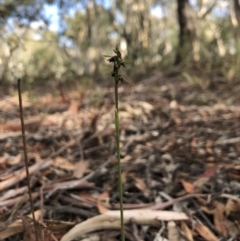 Corunastylis clivicola at Gungahlin, ACT - 31 Mar 2018