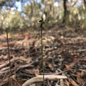 Corunastylis clivicola at Gungahlin, ACT - 31 Mar 2018
