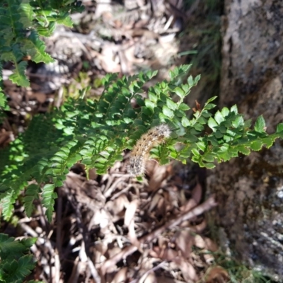 Polystichum proliferum (Mother Shield Fern) at Tharwa, ACT - 29 Mar 2018 by jeremyahagan