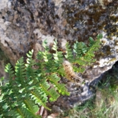 Polystichum proliferum at Tharwa, ACT - 30 Mar 2018 09:24 AM