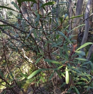 Tasmannia xerophila subsp. xerophila at Yaouk, NSW - 30 Mar 2018 09:32 AM