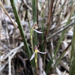 Eriochilus cucullatus (Parson's Bands) at Gungahlin, ACT - 31 Mar 2018 by AaronClausen