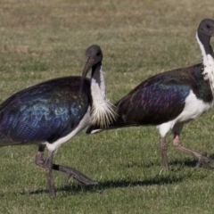 Threskiornis spinicollis (Straw-necked Ibis) at Campbell, ACT - 30 Mar 2018 by jb2602