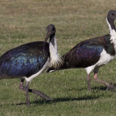 Threskiornis spinicollis (Straw-necked Ibis) at Campbell, ACT - 30 Mar 2018 by jb2602