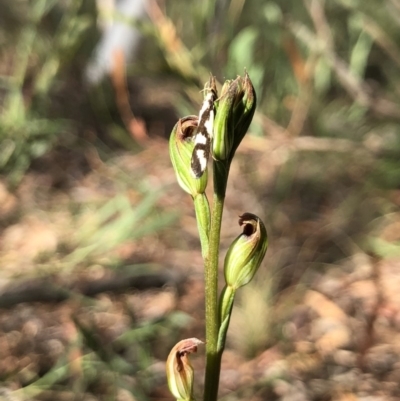 Speculantha rubescens (Blushing Tiny Greenhood) at Gungahlin, ACT - 31 Mar 2018 by AaronClausen