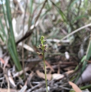 Corunastylis clivicola at Gungahlin, ACT - 31 Mar 2018