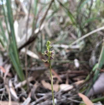 Corunastylis clivicola (Rufous midge orchid) at Gungahlin, ACT - 31 Mar 2018 by AaronClausen