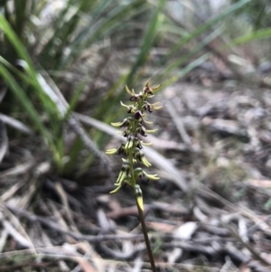 Corunastylis clivicola at Gungahlin, ACT - suppressed