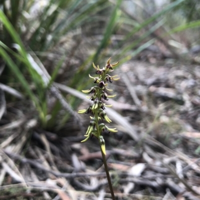 Corunastylis clivicola (Rufous midge orchid) at Gungahlin, ACT - 31 Mar 2018 by AaronClausen