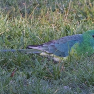 Psephotus haematonotus at Campbell, ACT - 30 Mar 2018