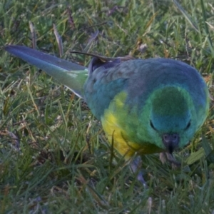 Psephotus haematonotus at Campbell, ACT - 30 Mar 2018