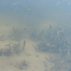 Vallisneria australis at Tennent, ACT - 8 Mar 2018 07:52 PM