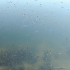 Vallisneria australis at Tennent, ACT - 8 Mar 2018 07:52 PM