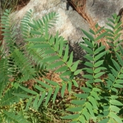 Acacia elata (Mountain Cedar Wattle) at Isaacs, ACT - 31 Mar 2018 by Mike
