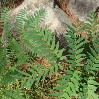 Acacia elata (Mountain Cedar Wattle) at Isaacs, ACT - 30 Mar 2018 by Mike