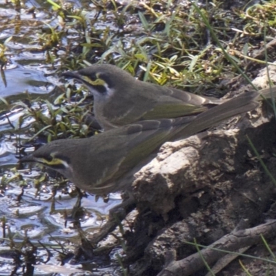 Caligavis chrysops (Yellow-faced Honeyeater) at Majura, ACT - 31 Mar 2018 by jbromilow50