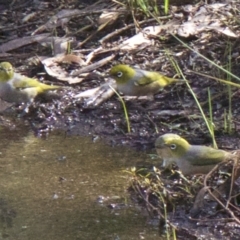 Zosterops lateralis (Silvereye) at Majura, ACT - 31 Mar 2018 by jbromilow50