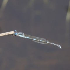 Austrolestes leda (Wandering Ringtail) at Majura, ACT - 31 Mar 2018 by jb2602