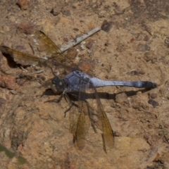 Orthetrum caledonicum (Blue Skimmer) at Majura, ACT - 31 Mar 2018 by jb2602