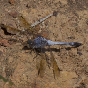 Orthetrum caledonicum at Majura, ACT - 31 Mar 2018