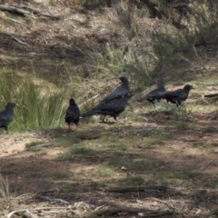 Corcorax melanorhamphos (White-winged Chough) at Majura, ACT - 31 Mar 2018 by jbromilow50