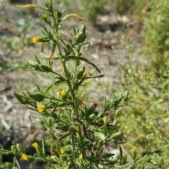 Dittrichia graveolens (Stinkwort) at O'Malley, ACT - 31 Mar 2018 by Mike