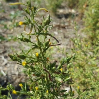 Dittrichia graveolens (Stinkwort) at O'Malley, ACT - 31 Mar 2018 by Mike