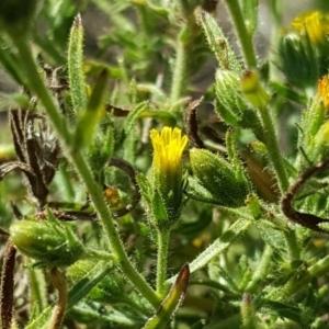 Dittrichia graveolens at O'Malley, ACT - 31 Mar 2018