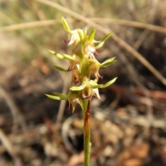 Corunastylis cornuta (Horned Midge Orchid) at Aranda, ACT - 30 Mar 2018 by CathB