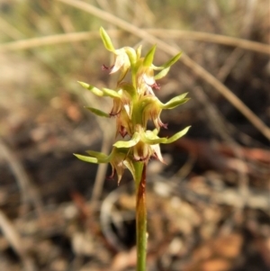 Corunastylis cornuta at Aranda, ACT - suppressed